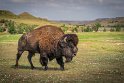 095 Theodore Roosevelt NP, bizon